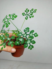 Adenia Perrieri