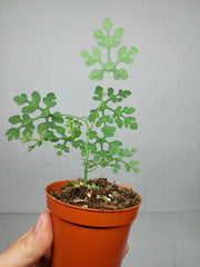 Adenia Perrieri