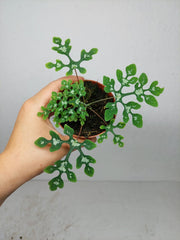 Adenia Perrieri