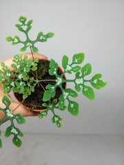 Adenia Perrieri
