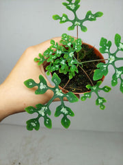 Adenia Perrieri