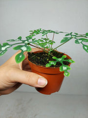 Adenia Perrieri