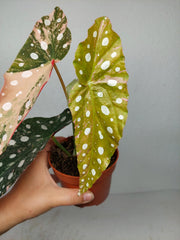 Begonia Maculata Pink Variegata