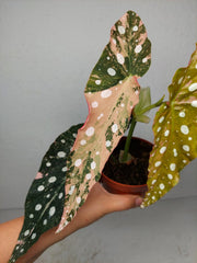 Begonia Maculata Pink Variegata