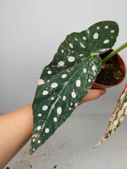 Begonia Maculata Pink Variegata