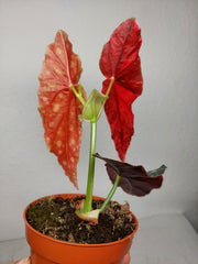 Begonia Maculata Pink Variegata