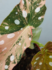 Begonia Maculata Pink Variegata