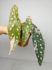 Begonia Maculata Pink Variegata