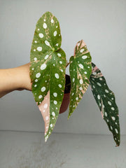 Begonia Maculata Pink Variegata