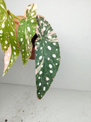 Begonia Maculata Pink Variegata