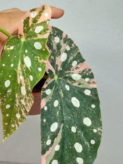 Begonia Maculata Pink Variegata