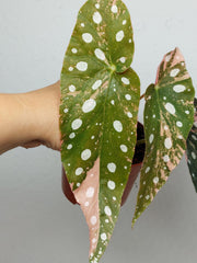 Begonia Maculata Pink Variegata