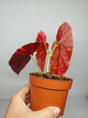 Begonia Maculata Pink Variegata