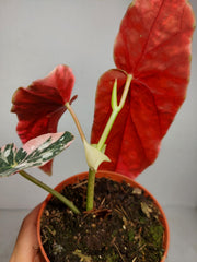 Begonia Maculata Pink Variegata