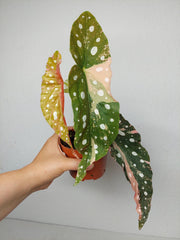 Begonia Maculata Pink Variegata