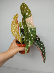 Begonia Maculata Pink Variegata