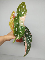 Begonia Maculata Pink Variegata