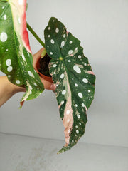 Begonia Maculata Pink Variegata