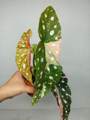 Begonia Maculata Pink Variegata