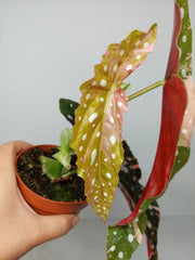 Begonia Maculata Pink Variegata