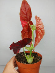 Begonia Maculata Pink Variegata