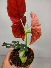 Begonia Maculata Pink Variegata