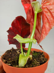 Begonia Maculata Pink Variegata