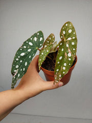 Begonia Maculata Pink Variegata