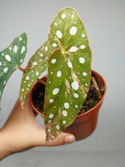 Begonia Maculata Pink Variegata