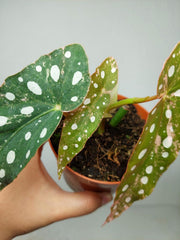 Begonia Maculata Pink Variegata