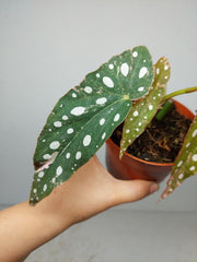 Begonia Maculata Pink Variegata