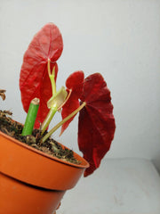 Begonia Maculata Pink Variegata
