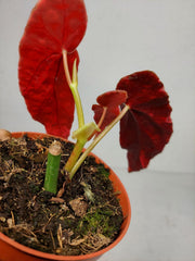 Begonia Maculata Pink Variegata