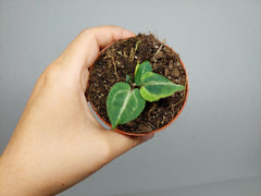 Anthurium Red Crystallinum Variegata