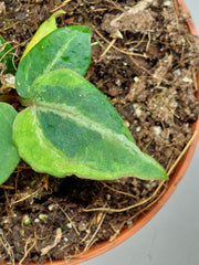 Anthurium Red Crystallinum Variegata