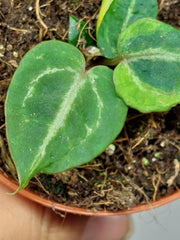 Anthurium Red Crystallinum Variegata