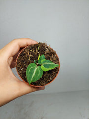 Anthurium Red Crystallinum Variegata