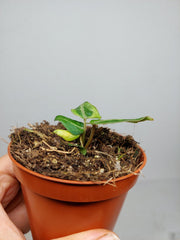 Anthurium Red Crystallinum Variegata