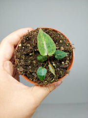 Anthurium Red Crystallinum Variegata