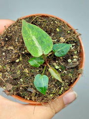 Anthurium Red Crystallinum Variegata