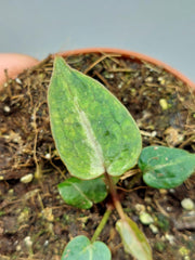Anthurium Red Crystallinum Variegata