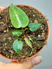 Anthurium Red Crystallinum Variegata