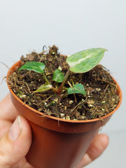 Anthurium Red Crystallinum Variegata