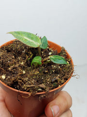 Anthurium Red Crystallinum Variegata