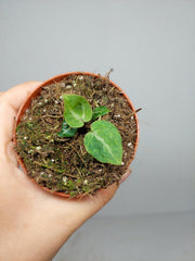 Anthurium Red Crystallinum Variegata