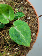 Anthurium Red Crystallinum Variegata