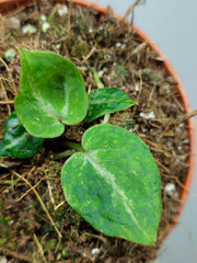 Anthurium Red Crystallinum Variegata