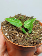 Anthurium Red Crystallinum Variegata