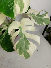 Monstera Ghost Variegata