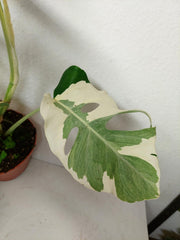 Monstera Ghost Variegata